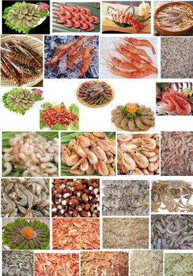 虾品图片素材